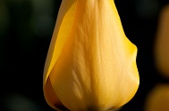 Tulp Golden Apeldoorn